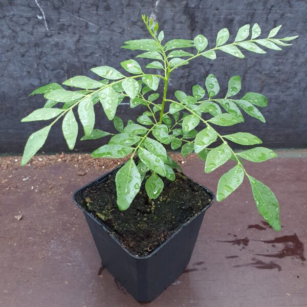 Curry leaf tree