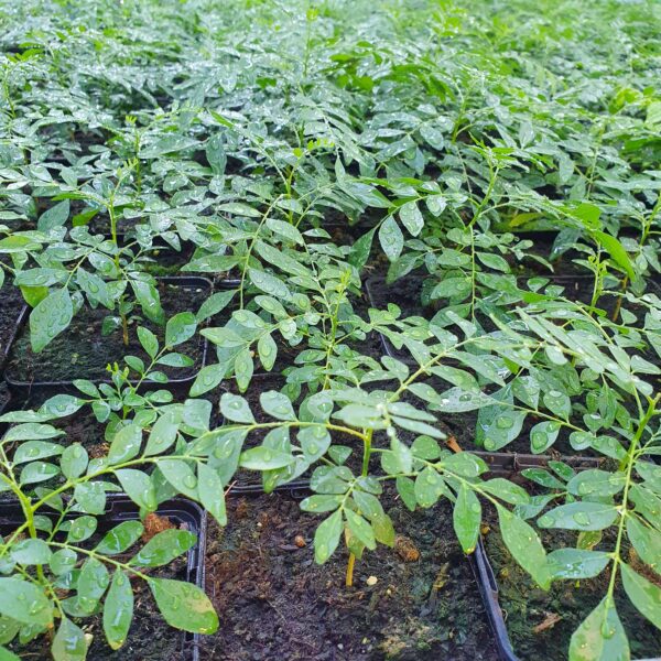 Curry leaves plants and trees scaled