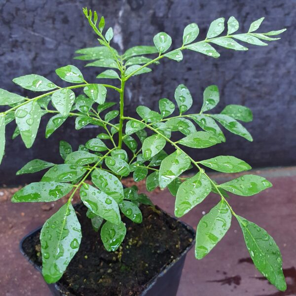 Foliage bergera Koenigii leaves scaled