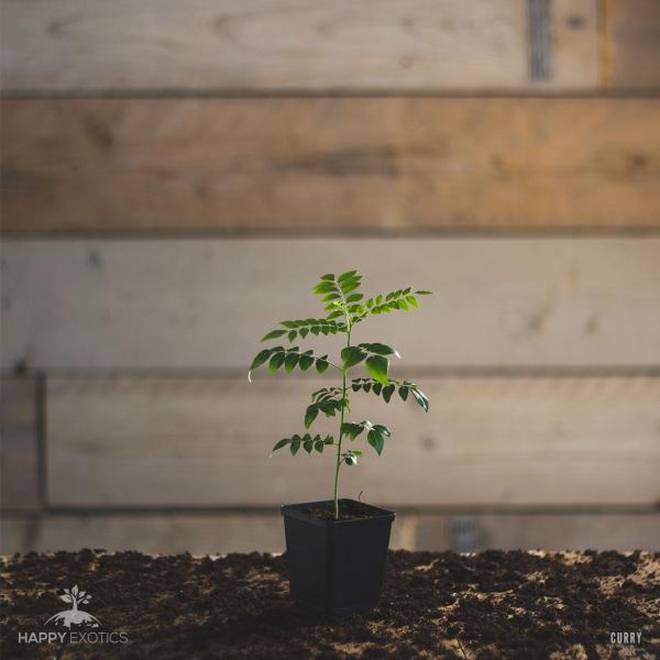 Curry leaf tree