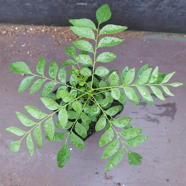 Kadi Patta leaves scaled