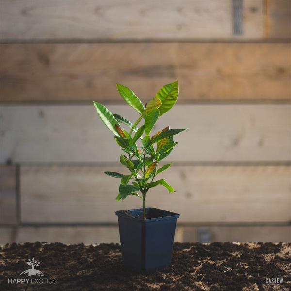 Cashew Kaju tree