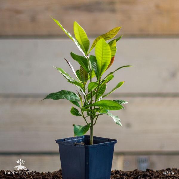 Cashew Kaju tree