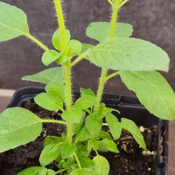 Holy Basil hairy stems Tulsi scaled