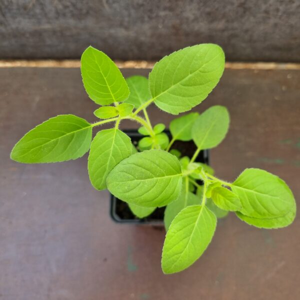 Holy Basil ocimum tenuiflorum leaves scaled