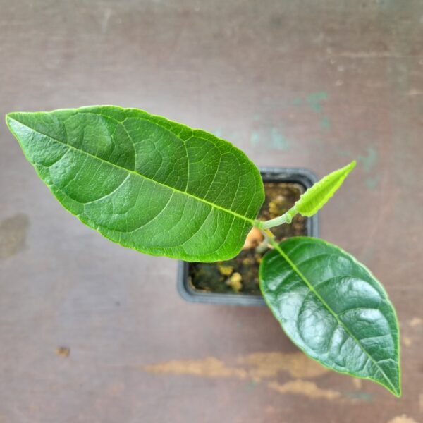 Jackfruit tree leaves scaled