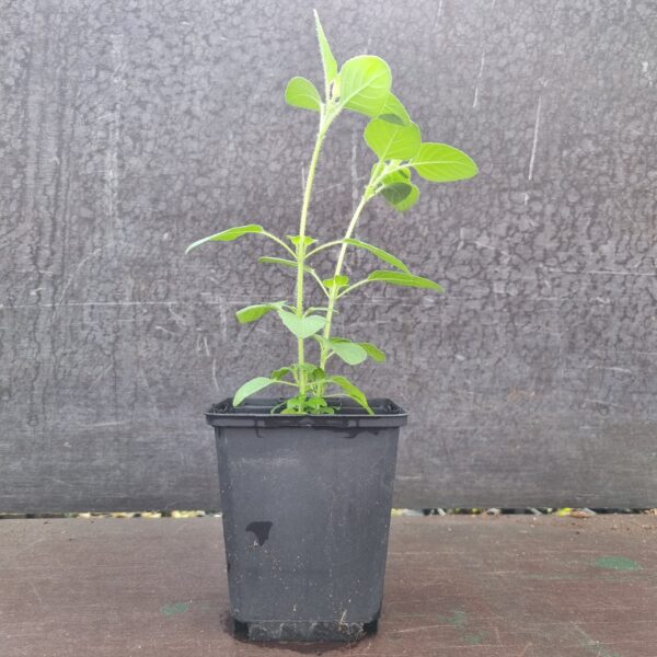 Tulsi Tulasi Thai Basil scaled