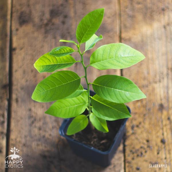 Sugar apple tree in pot