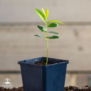 Sandalwood tree in pot