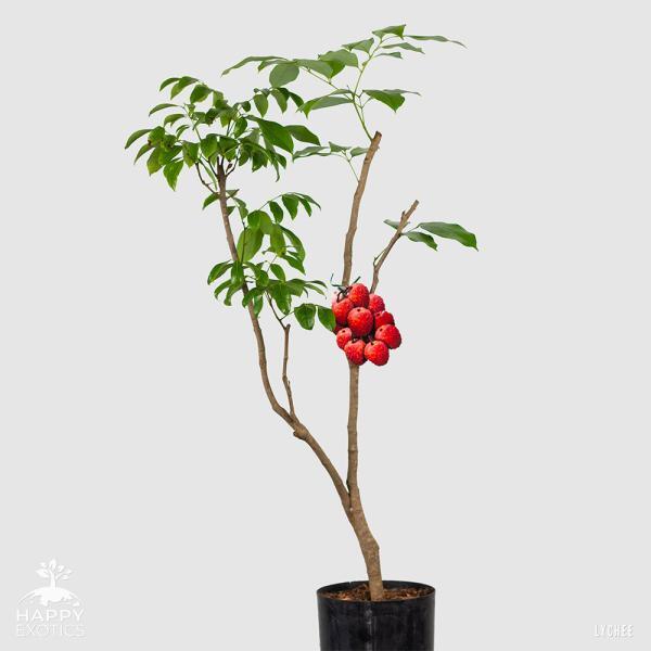 Healthy lychee tree to grow your own lychees