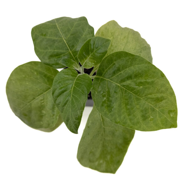 Ashwaganda herb plant