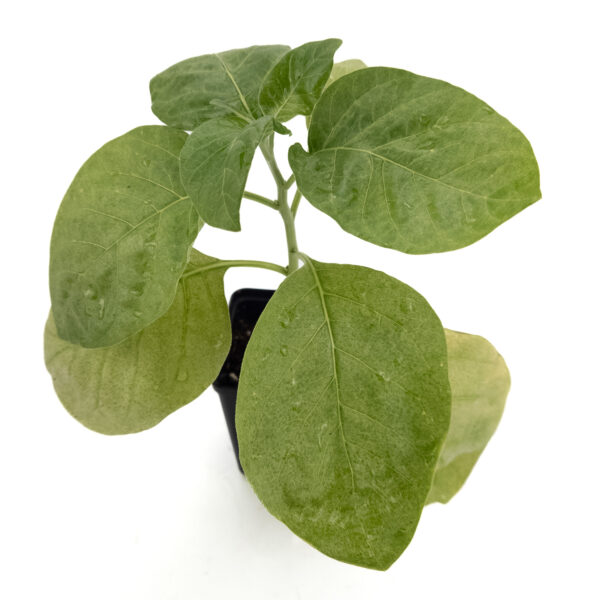 Aswaganda plant