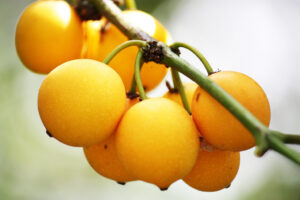 Bacupari-Obstbaum - Garcinia gardneriana brasiliensis