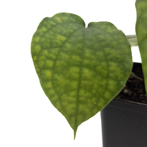 Heart shaped betel leaf plant tree vine