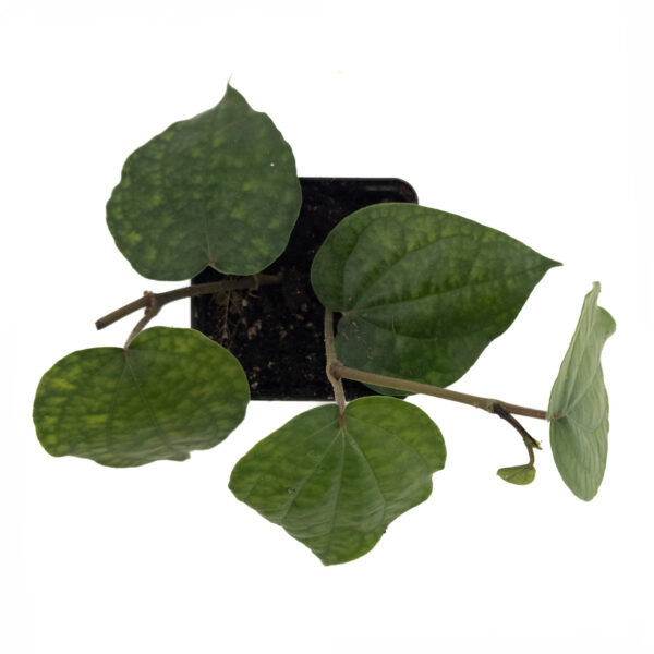 Piper betel vine